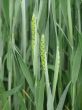 Wheat
