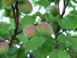Unripe apricots