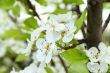 Apple blossoms