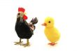 Duckling and cock