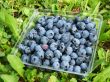 Blueberries