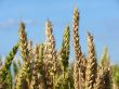 Wheat