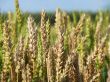 Wheat