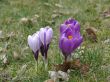 Crocuses