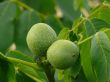 Green walnut