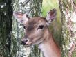 Fallow deer