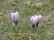 Crocuses