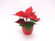 Poinsettia