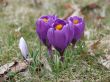 Crocuses