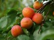 Apricots