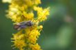 panoramic view of a bug