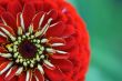 Red blossom of a Zinnia