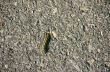 Caterpillar on a sidewalk