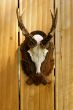antlers