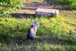 Grey cat sitting on the a summer mountain meadow