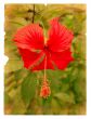 Red hibiscus flower on a piece of old paper