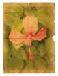 Pink hibiscus flower on a piece of old paper. 
