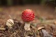 agaric