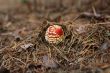 amanita