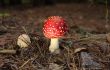 agaric