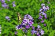 Yellow butterfly flying over summer mountains meadow