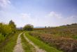 Road in the fields