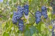 Grape