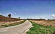 Road in the fields
