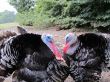 Dispute between the two black turkeys