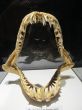 Jaws of the shark with huge sharp teeth on the stand in the aquarium