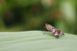 scorpion fly