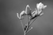 Gray flowers umbel