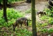 A wolf and its young