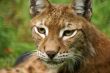 The lynx