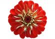 Red blossom of a Zinnia