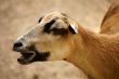 bleating sheep