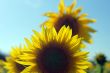 sunflower field