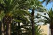 Palmen, Palm tree