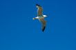 MÃ¶ve am blauen Himmel, sea gull