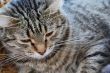Cat`s portrait