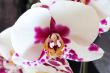 The beautiful orchid