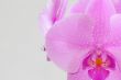 The beautiful orchid