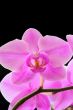 The beautiful orchid