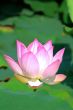 Pink lotus flower blooming in pond in the summer