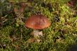 orange cap boletus