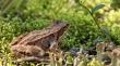 toad sitting in the grass