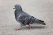 pigeon walking