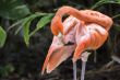 orange flamingo
