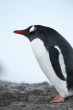antarctic penguin standing