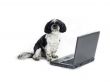 dog with laptop